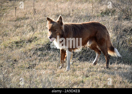 Border Collie nel campo Foto Stock