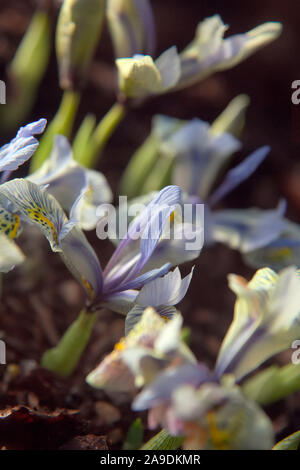 Iris "Katharine Hodgkin' (Reticulata) AGM a gennaio Foto Stock