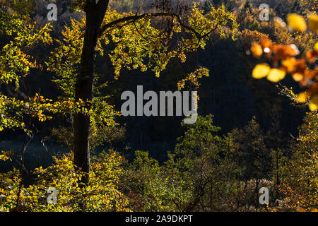 Faggi in controluce in autunno Foto Stock