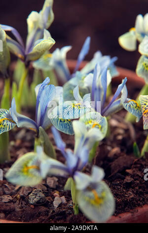 Iris "Katharine Hodgkin' (Reticulata) AGM a gennaio Foto Stock