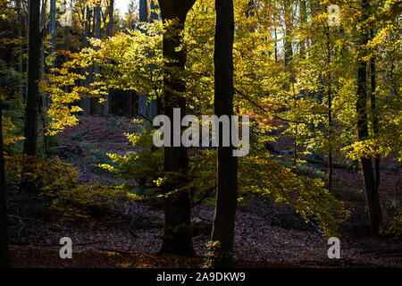 Faggi in controluce in autunno Foto Stock