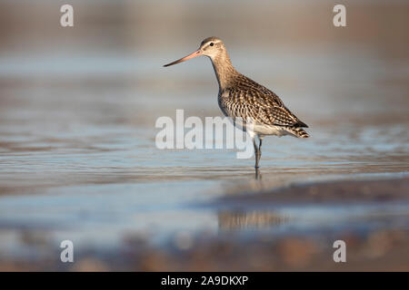 Bar-tailed Godwit, Limosa lapponica, capretti Foto Stock