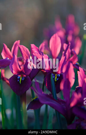 Iris 'George' (Reticulata) AGM Foto Stock