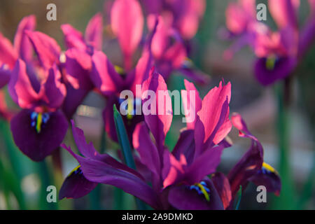 Iris 'George' (Reticulata) AGM Foto Stock