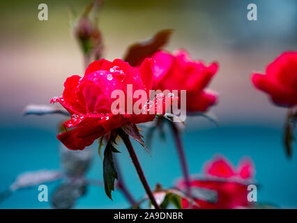 Red Knock-out rose con gocce di pioggia Foto Stock