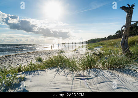 Bornholm costa sud, spiaggia a Dueodde, camminatori e corridori in controluce Foto Stock