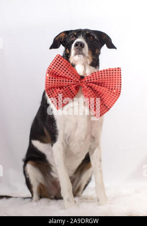 Bella la modellazione del cane per la fotocamera con il filtro bow tie Foto Stock