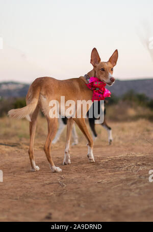 Bella la modellazione del cane per la fotocamera con il filtro bow tie in esterno Foto Stock