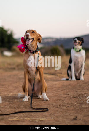 Bella la modellazione del cane per la fotocamera con il filtro bow tie in esterno Foto Stock