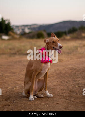 Bella la modellazione del cane per la fotocamera con il filtro bow tie in esterno Foto Stock