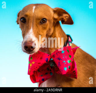 Bella la modellazione del cane per la fotocamera con il filtro bow tie in esterno Foto Stock