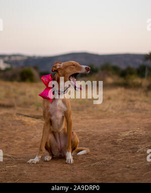 Bella la modellazione del cane per la fotocamera con il filtro bow tie in esterno Foto Stock