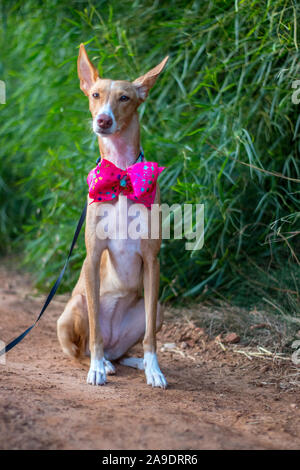 Bella la modellazione del cane per la fotocamera con il filtro bow tie in esterno Foto Stock