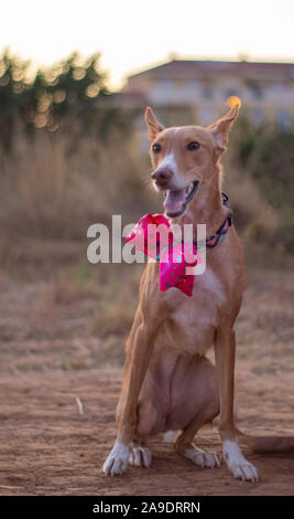 Bella la modellazione del cane per la fotocamera con il filtro bow tie in esterno Foto Stock