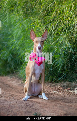 Bella la modellazione del cane per la fotocamera con il filtro bow tie in esterno Foto Stock