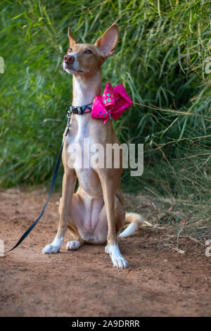 Bella la modellazione del cane per la fotocamera con il filtro bow tie in esterno Foto Stock