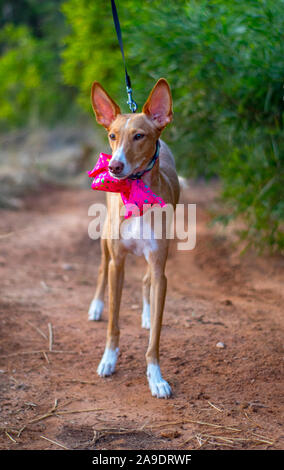 Bella la modellazione del cane per la fotocamera con il filtro bow tie Foto Stock