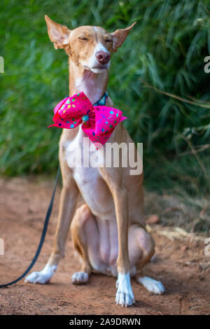 Bella la modellazione del cane per la fotocamera con il filtro bow tie in esterno Foto Stock