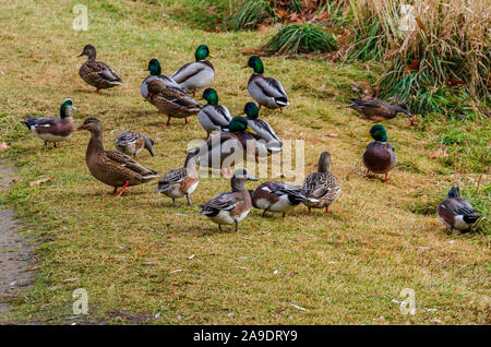 Il Germano Reale e Wigeon anatre a Cannon Hill Park Foto Stock