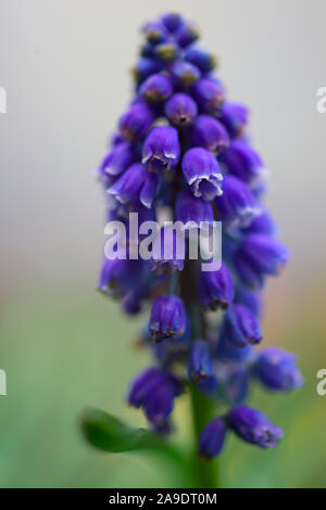 Muscari armeniacum 'Blue Spike" (d) Foto Stock