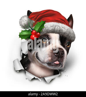Vacanza cane che indossa un Natale Red Hat prorompente della carta come un divertente Boston Terrier con 3D'illustrazione degli elementi. Foto Stock