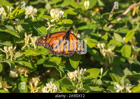 Farfalla monarca sul domani il caprifoglio in Wisconsin settentrionale. Foto Stock