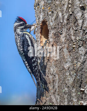 Femmina a becco giallo sapsucker portando cibo ai suoi nidiacei. Foto Stock