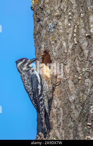 Femmina a becco giallo sapsucker portando cibo ai suoi nidiacei. Foto Stock