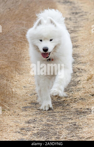 Petaluma, CALIFORNIA, STATI UNITI D'AMERICA 14 Novembre, 2019. Un giovane, soffici Samoiedo cane fuori per una passeggiata in una fresca mattina autunnale. Credito: Tim Fleming/Alamy Live News Foto Stock