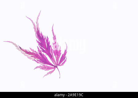 Single, foglie autunnali a ultravioletti in luce posteriore Foto Stock