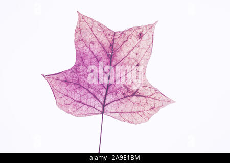 Single, foglie autunnali a ultravioletti in luce posteriore Foto Stock