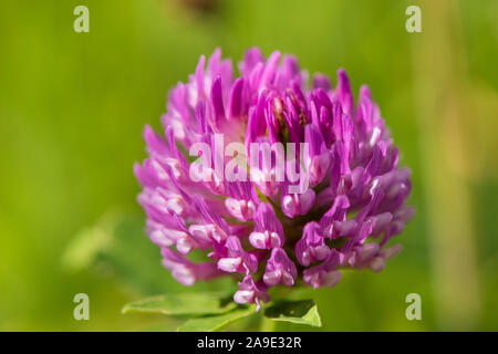 Fiore di primavera, trifoglio fiore su un prato, medium close-up Foto Stock