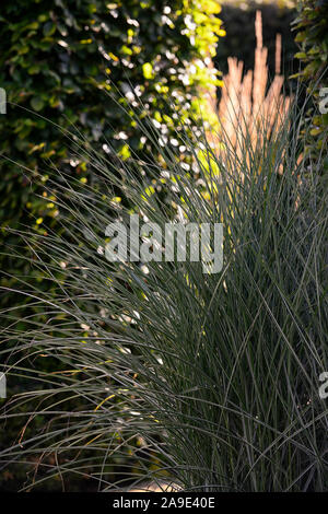 La luce del sole,SI ACCENDE,carex,l'erba,erbe,gap in hedge,Tramonto,luce,illuminazione,giardino,giardino,RM Floral Foto Stock