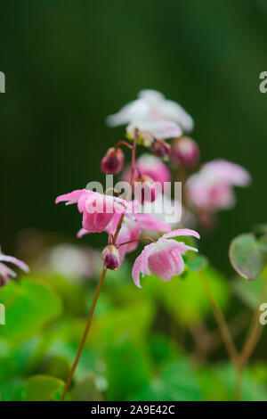 X Epimedium youngianum 'Roseum' Foto Stock