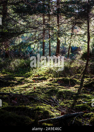 L'Europa, Germania, Bassa Sassonia, Wingst. Luce del sole di livello sembra per il sottobosco della Wingster legno. Foto Stock