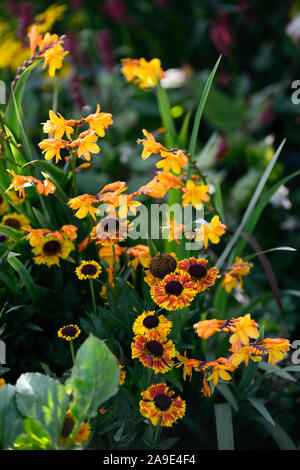 Helenium Ruby Tuesday,crocosmia,giallo,arancione,fiori,fioritura,perenne,piante perenni,giardino,giardino,RM Floral Foto Stock