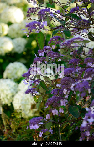 Hydrangea aspera Villosa gruppo,Lacecap fiori,fiori viola,fiore,fioritura,giardino,giardino,RM floral Foto Stock