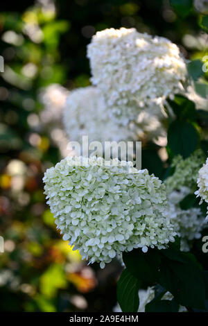 Hydrangea paniculata limelight,panicle,pannocchie,fiori,fioritura,fiore,bianco,giardinaggio ,RM Floral Foto Stock