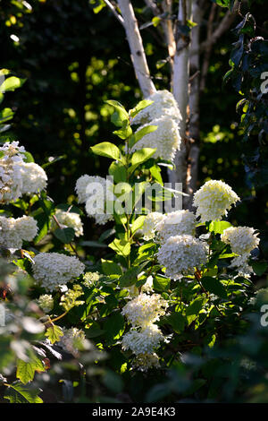 Hydrangea paniculata limelight,panicle,pannocchie,fiori,fioritura,fiore,bianco,giardinaggio ,RM Floral Foto Stock