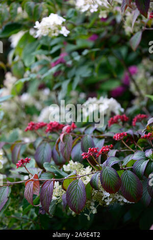 Viburnum plicatum tomentosum f Shoshoni,Doublefile pallon di maggio,autunno,caduta,bacche rosse,red berrys,frutta,frutta,tree,alberi,RM Floral Foto Stock