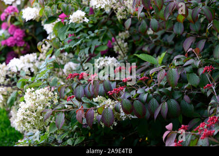 Viburnum plicatum tomentosum f Shoshoni,Doublefile pallon di maggio,autunno,caduta,bacche rosse,red berrys,frutta,frutta,tree,alberi,RM Floral Foto Stock