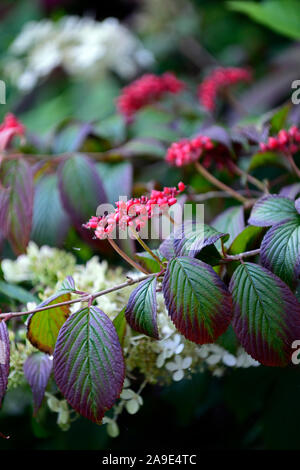 Viburnum plicatum tomentosum f Shoshoni,Doublefile pallon di maggio,autunno,caduta,bacche rosse,red berrys,frutta,frutta,tree,alberi,RM Floral Foto Stock