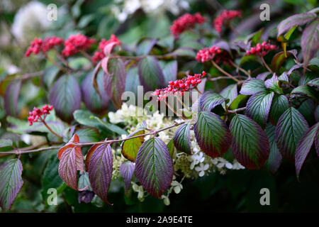 Viburnum plicatum tomentosum f Shoshoni,Doublefile pallon di maggio,autunno,caduta,bacche rosse,red berrys,frutta,frutta,tree,alberi,RM Floral Foto Stock