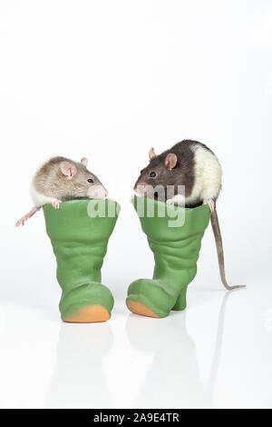 Due ratti e toy stivali in ceramica su un isolato di sfondo per studio Foto Stock