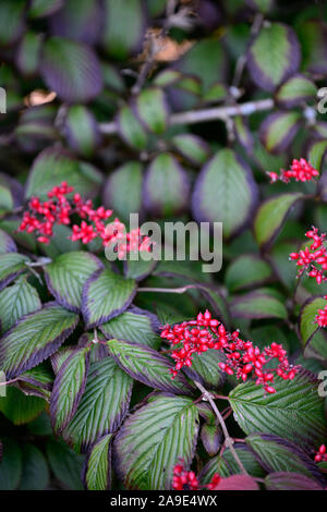 Viburnum plicatum tomentosum f Shoshoni,Doublefile pallon di maggio,autunno,caduta,bacche rosse,red berrys,frutta,frutta,tree,alberi,RM Floral Foto Stock