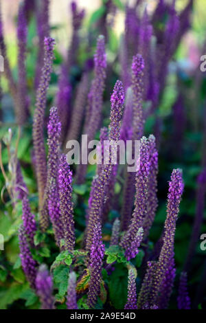 Teucrium hircanicum code viola,Germander Salvia legno,fiore spike,guglie,piante perenni,fragrante,profumato,RM Floral Foto Stock