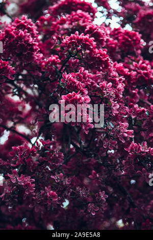 Piena fioritura del melo, granchio giapponese del genere malus royalty Foto Stock