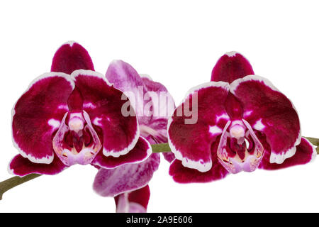 Orchidea viola isolato. Close-up di una splendida fioritura ramoscello di purple Phalaenopsis orchid isolato su uno sfondo bianco. La fotografia macro. Foto Stock