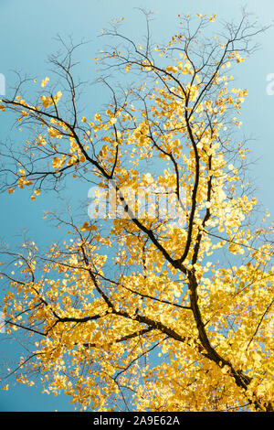 Faggi in giallo luminosi colori dell'autunno Foto Stock