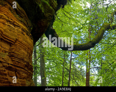 In Germania, in Renania Palatinato, Riserva naturale bosco Palatina, Eppenbrunn, 'Altschlossfelsen' dalla nuova pietra arenaria rossa, rame il faggio cresce dalla pietra arenaria Foto Stock